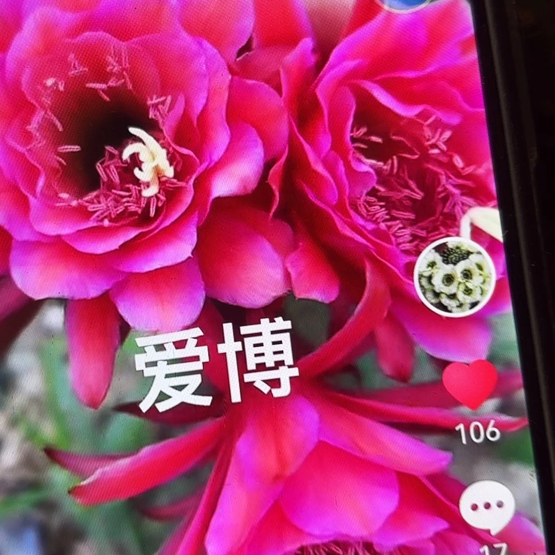 爱伯金妞无根侧牙20包邮南鹏