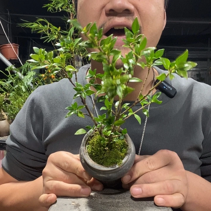 以实际为准盆景绿植盆栽71