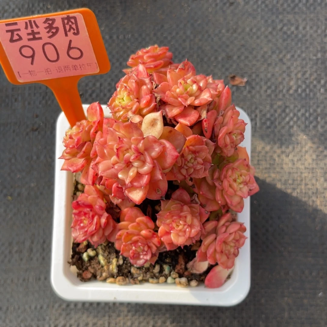 云尘多肉一物一拍906