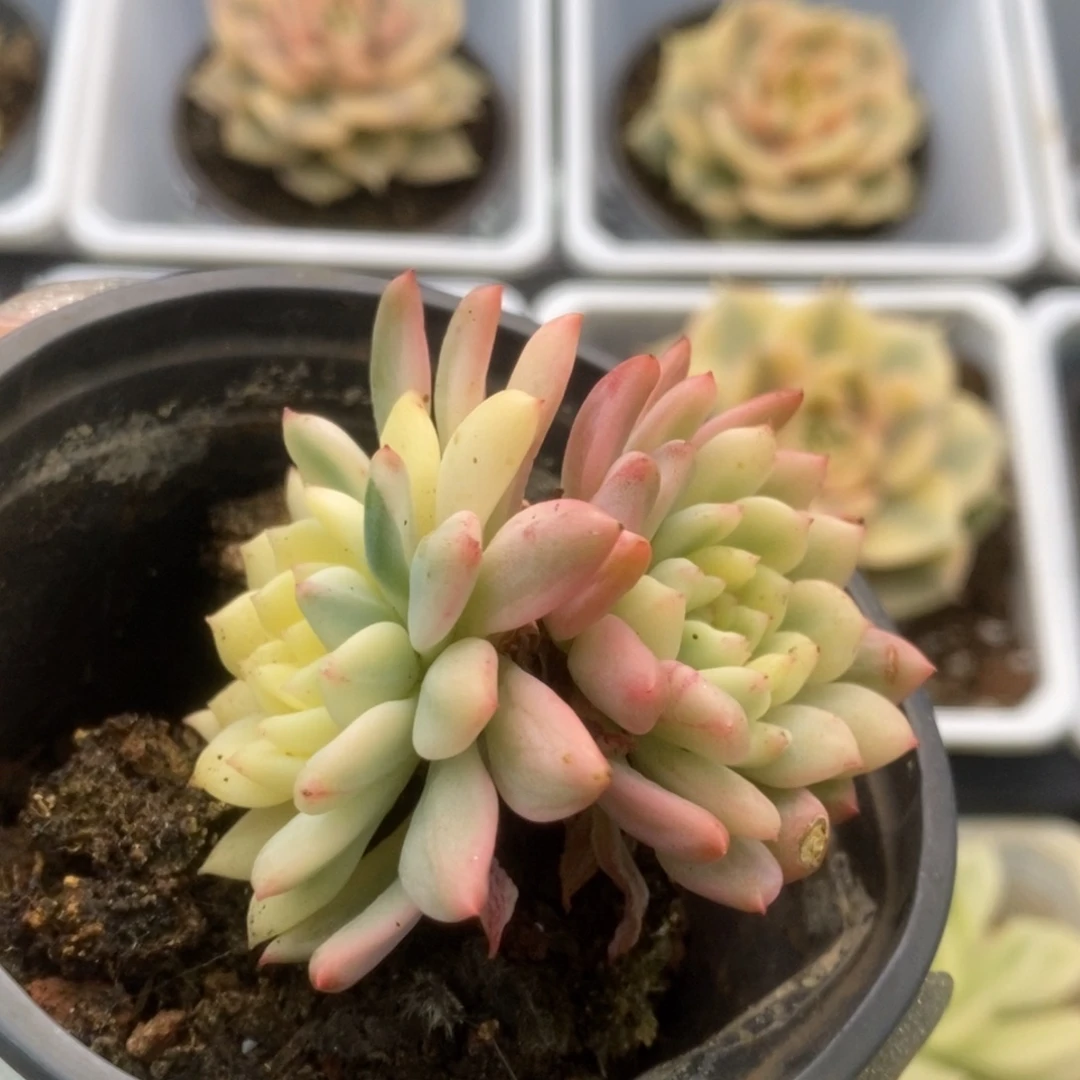 207蓝苹果锦锦锦锦锦锦锦