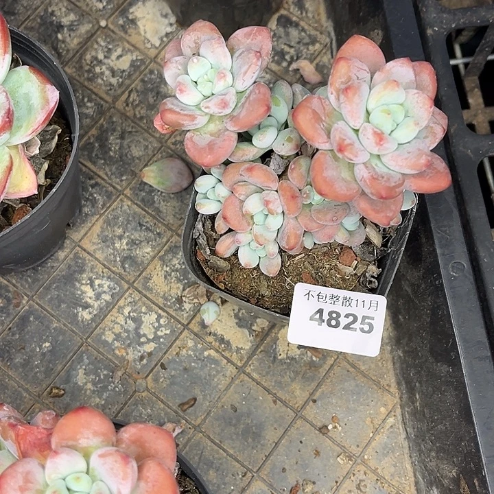 阿雅园艺。      4835洛神