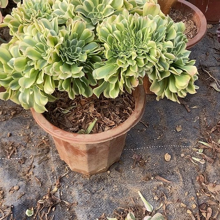 133绿豆沙缀化老板子