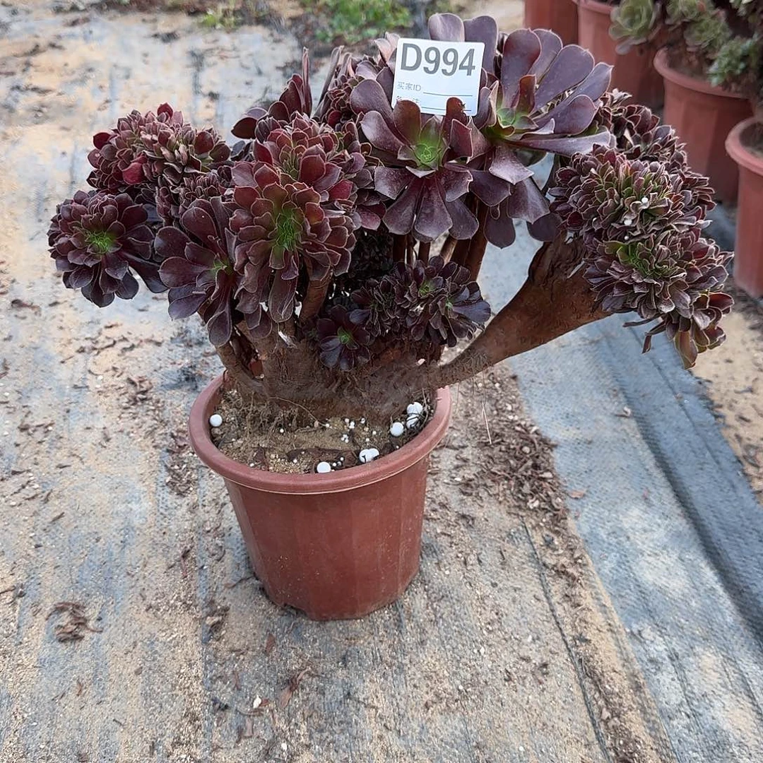 994欧紫一颗呀呀微瑕