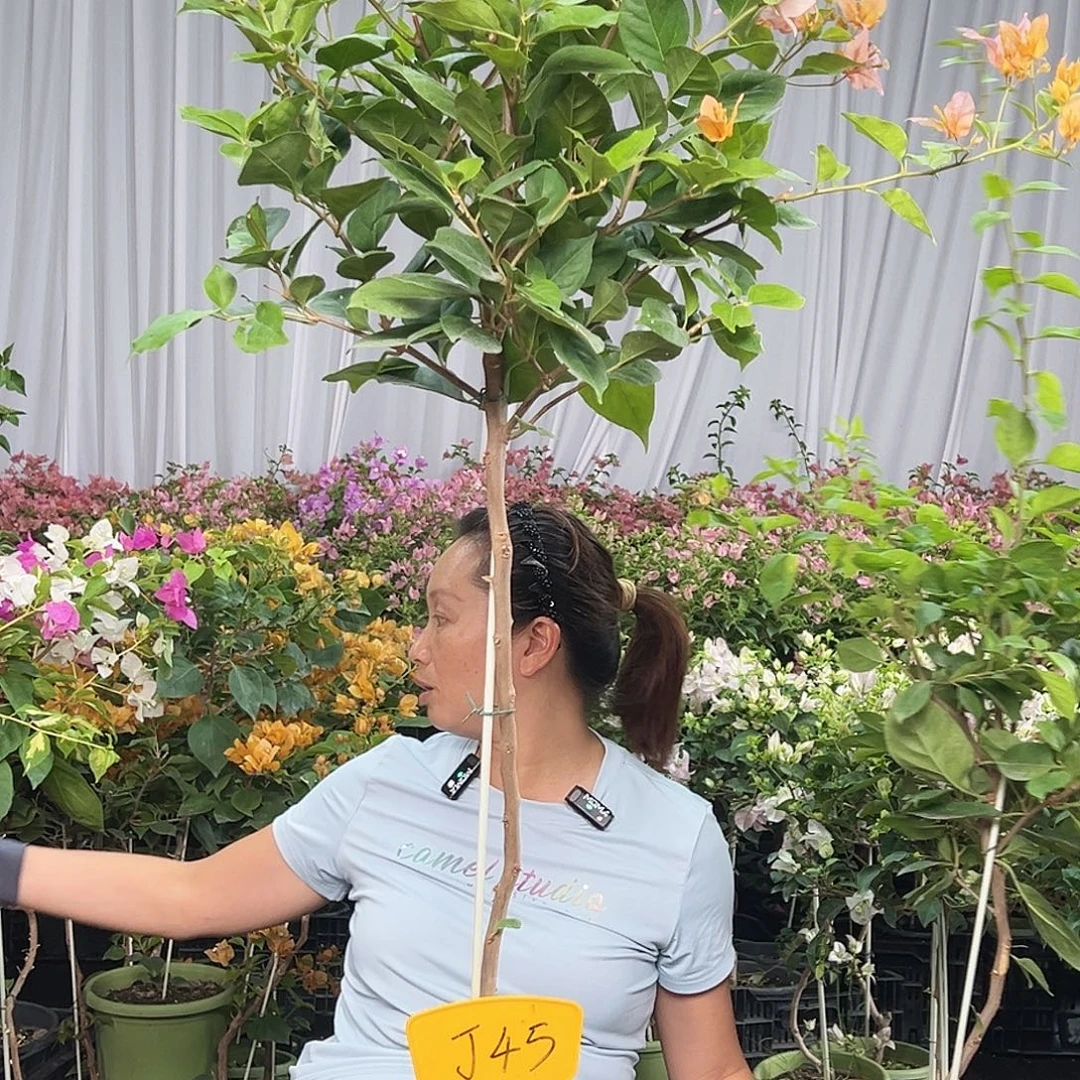 唯***一当前无花栽培后可以开花J45变色龙