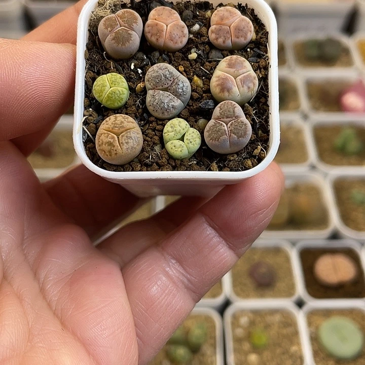 佳人园艺多肉生石花大奔40