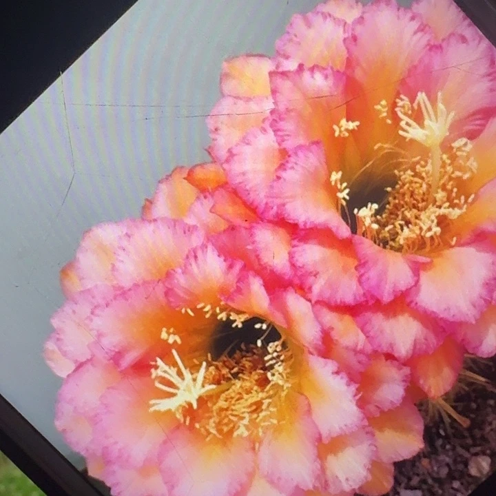 温醇侧芽5公分毛花柱