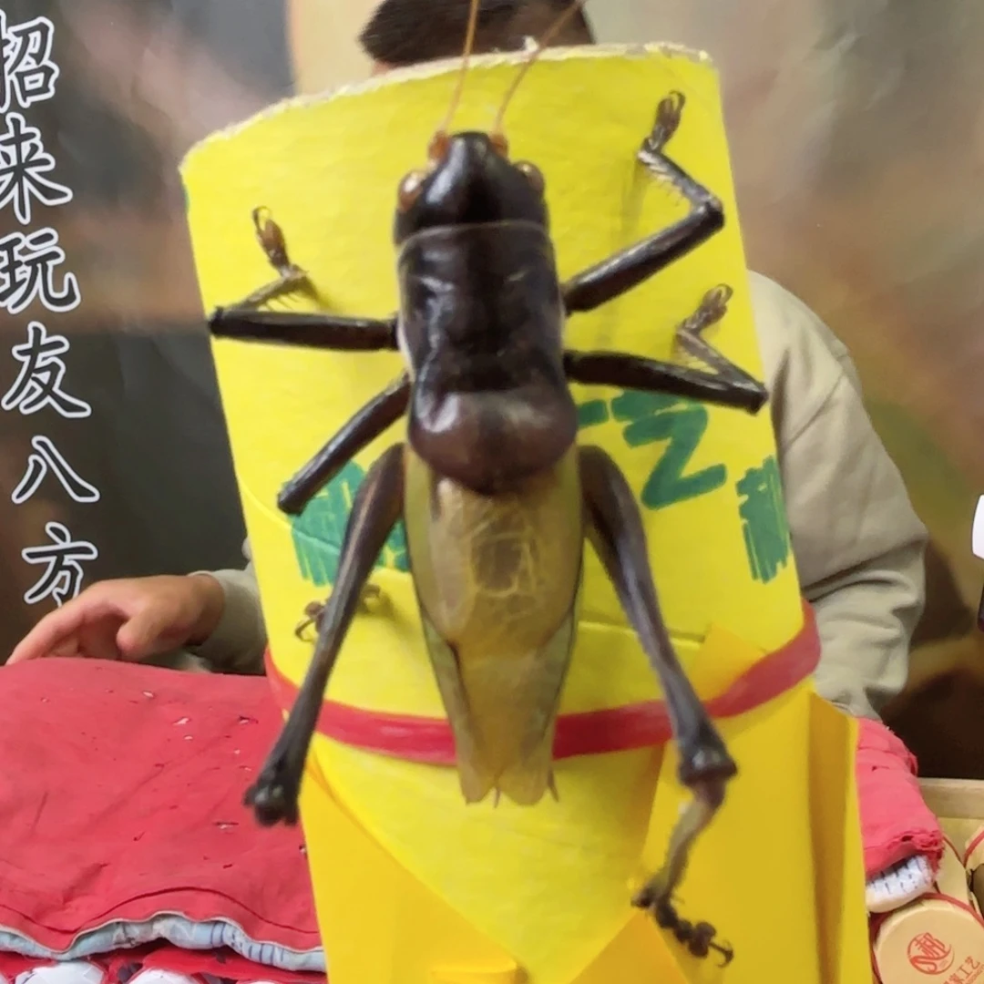 在***中三皮福福价格上链接