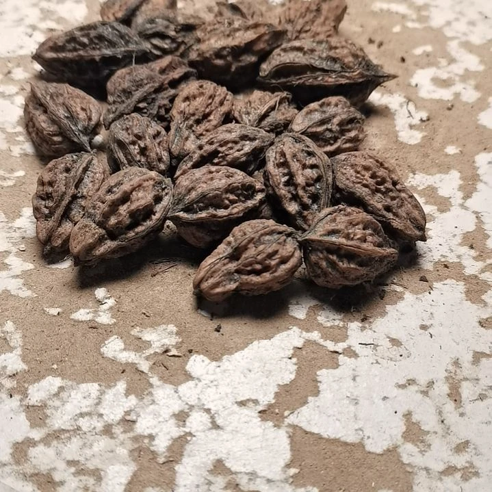 文玩核桃手串老*东北秋子异型籽22