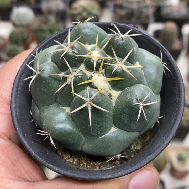 实生安宅象牙特价