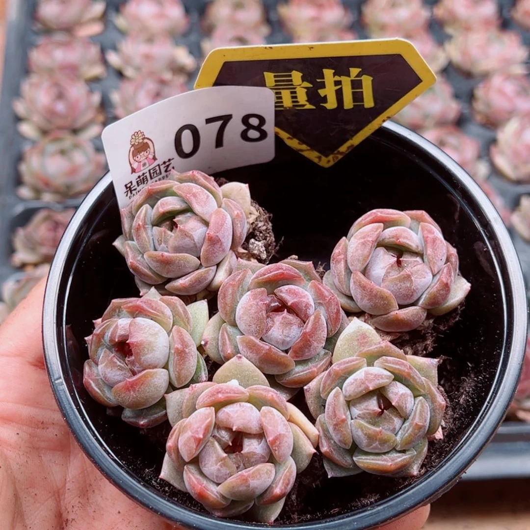 多肉植物多肉植物