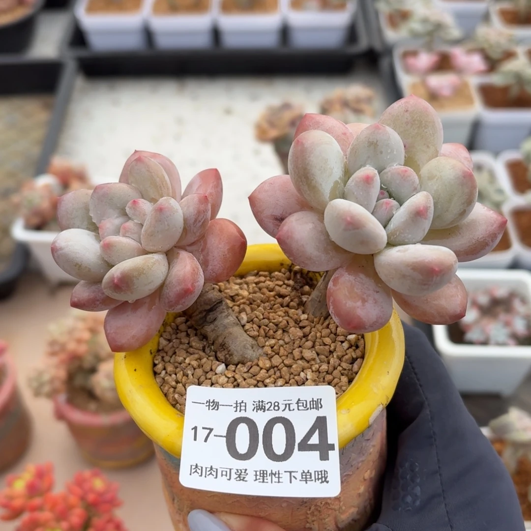 香水无盆土发货无