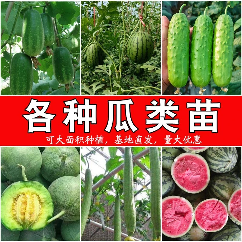 各种瓜类苗 蔬菜苗组合番茄辣椒苗秧千禧茄子黄西生菜小佛手瓜