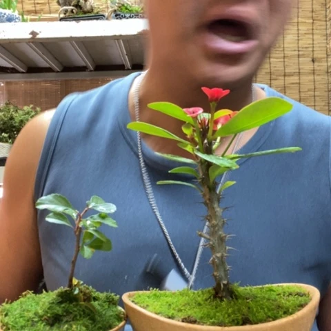 红陶一物一拍所见即所得27