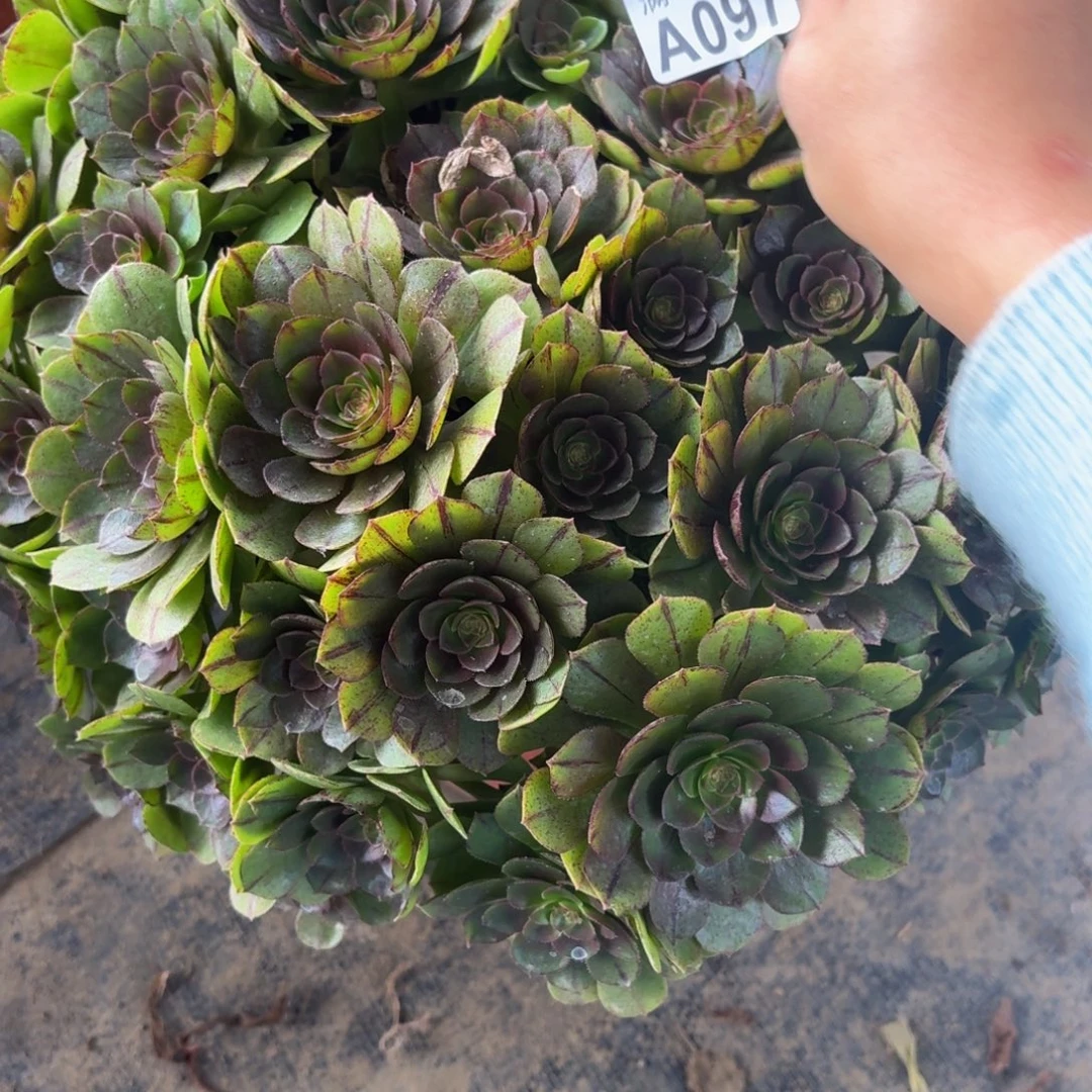 97多肉植物捧花的不包断肢