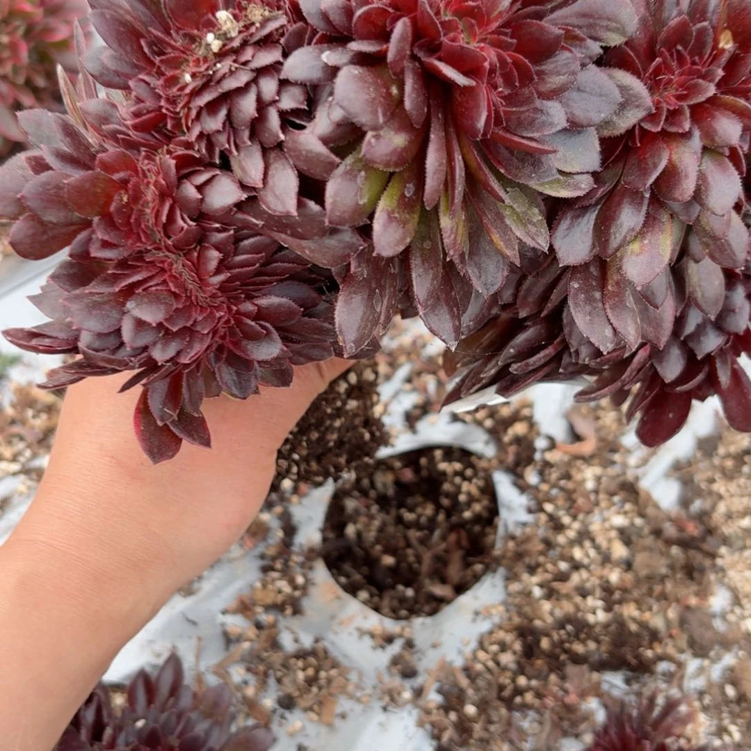 嗯8717 号多肉法师特价