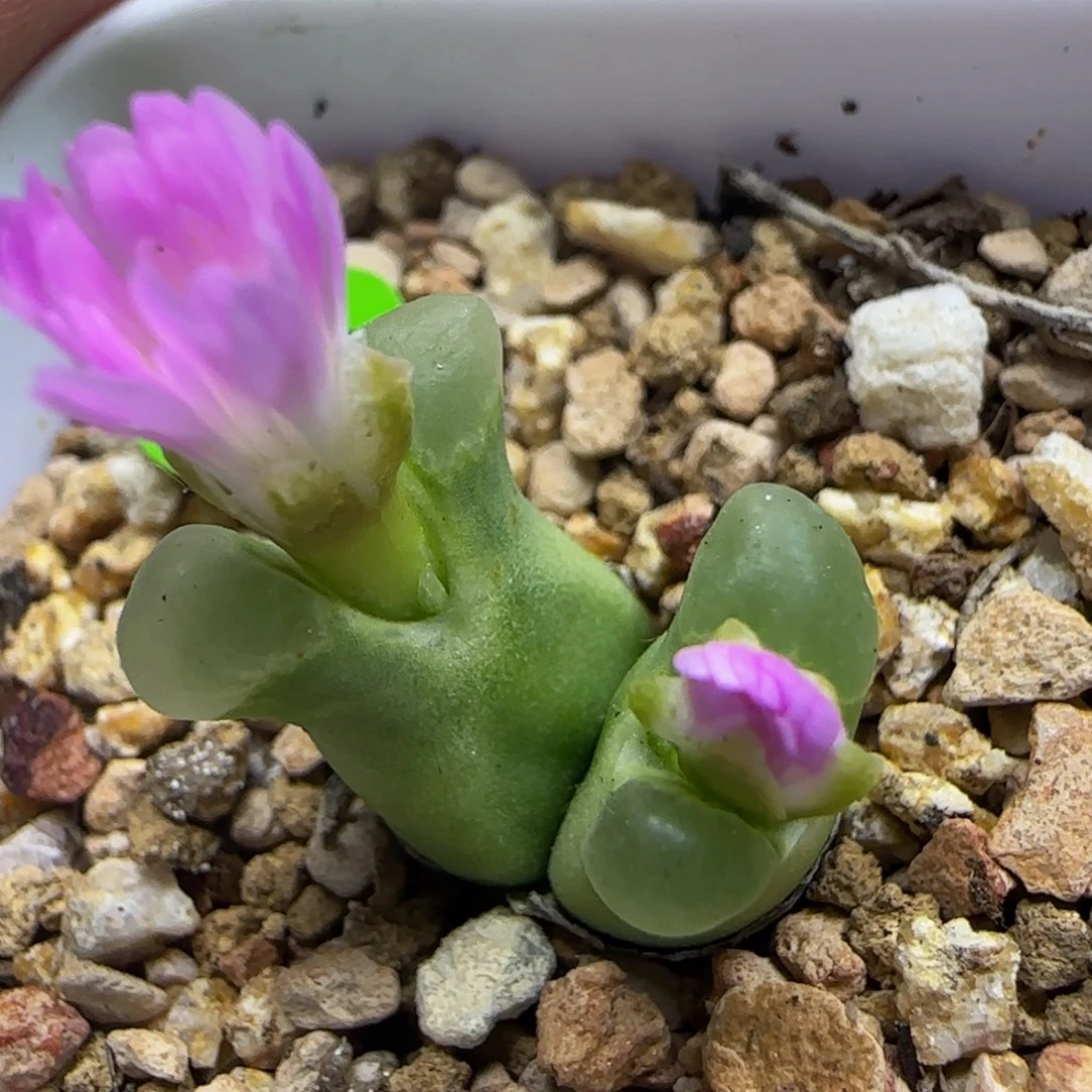 超级奶瓶多肉植物842