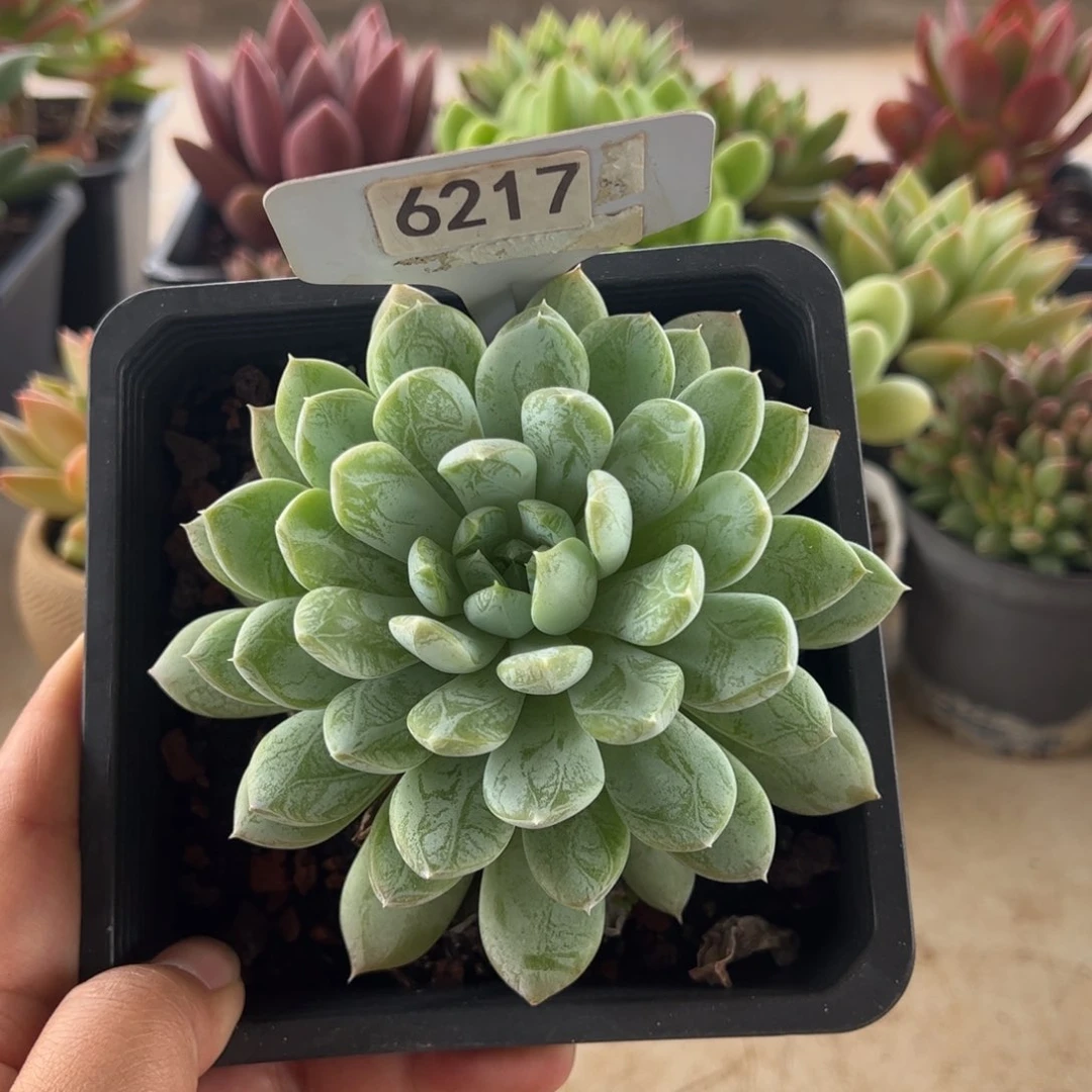 【闪购商品】白泽。6217。11111111