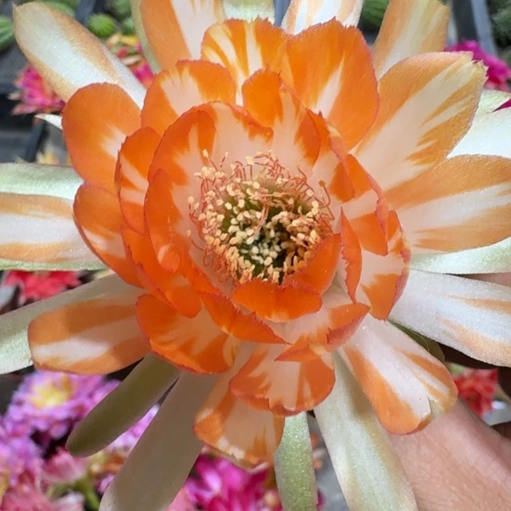 10丽花柠檬玫瑰歪3公分左右无根侧牙
