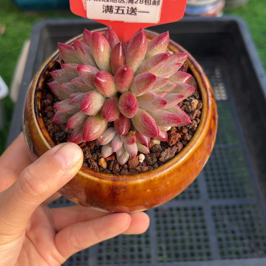 表妹精品精品多肉736.