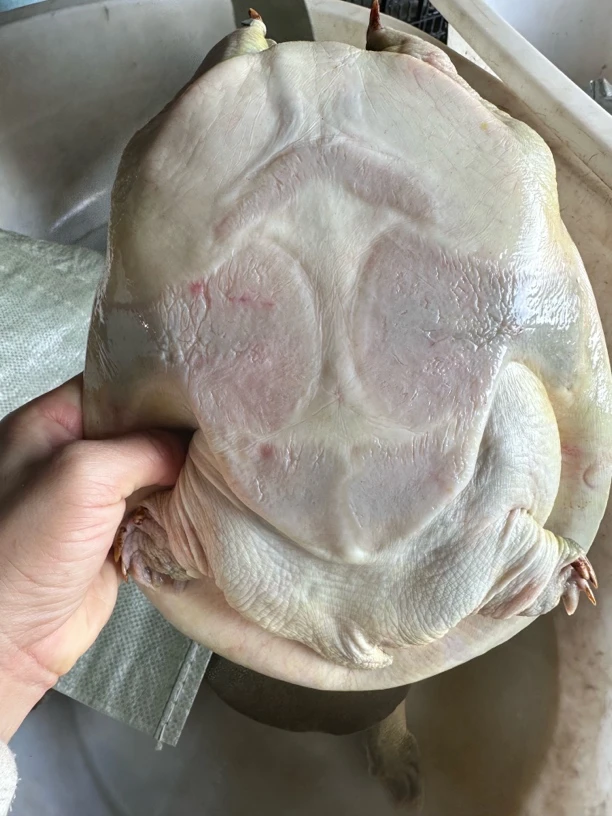 一物一拍直播链接外塘甲鱼包邮包活到家