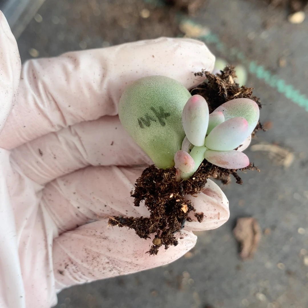 米可奶酪多肉米可奶。