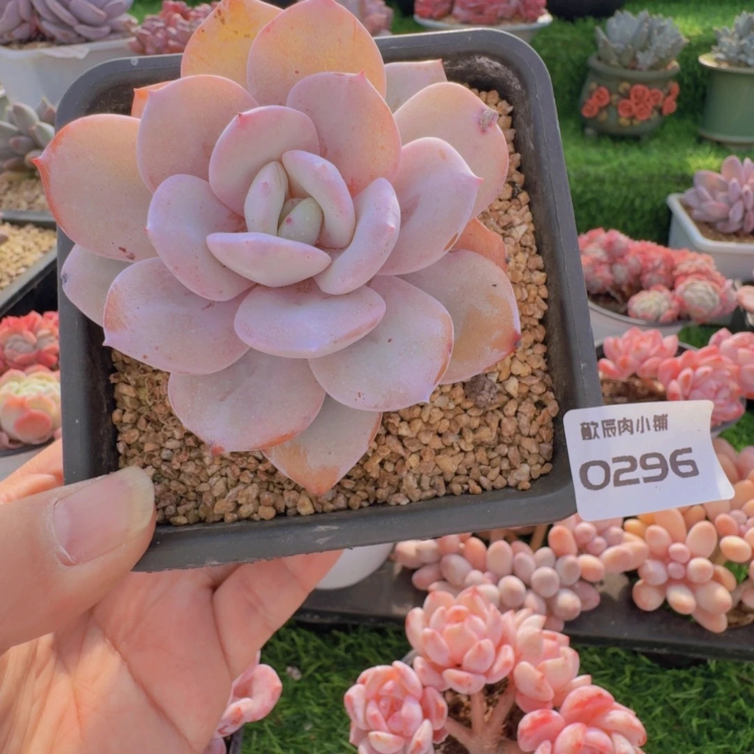 多肉植物奶茶单头0296