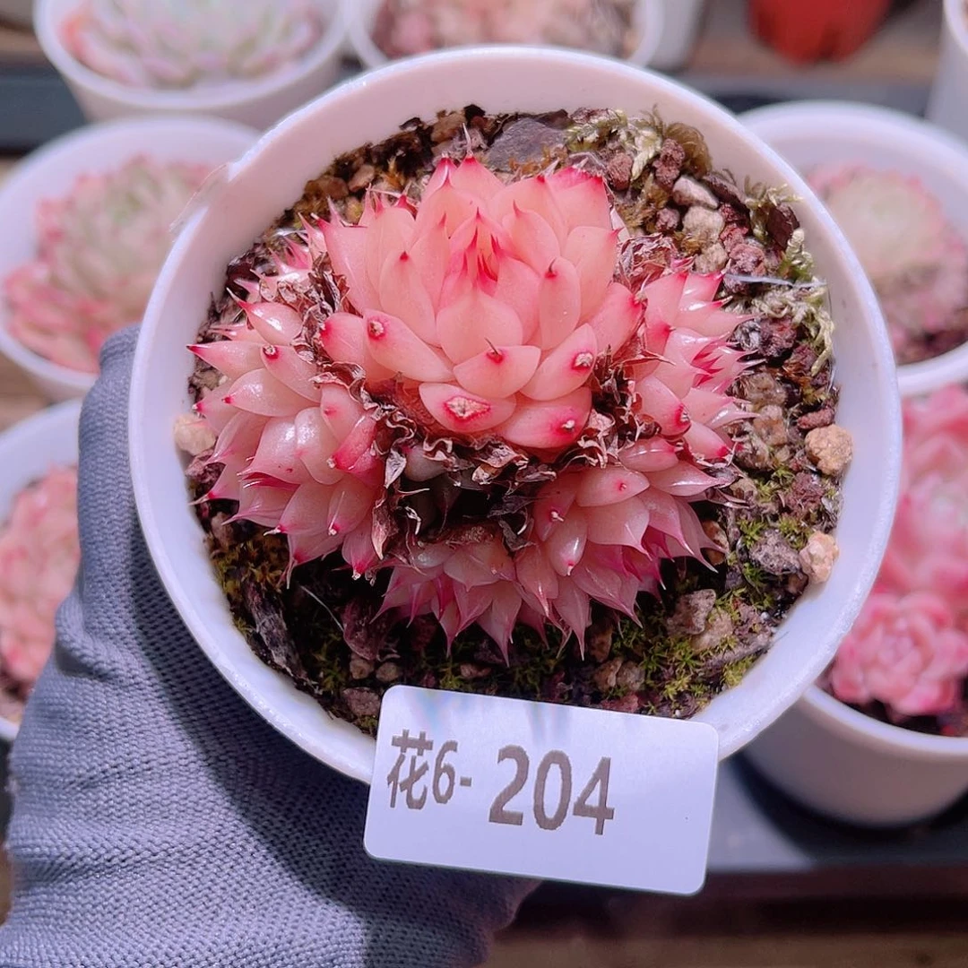 花06-204海王群生