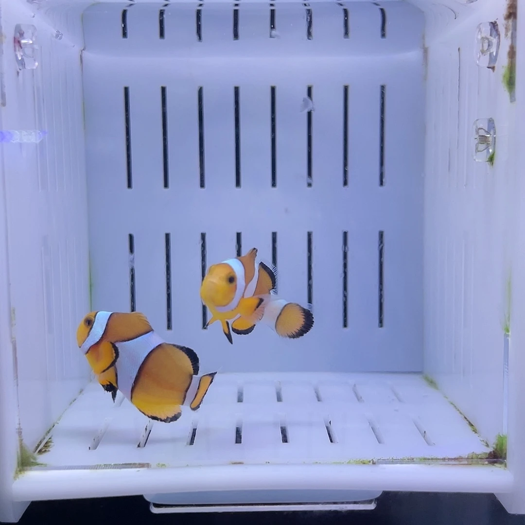 海水鱼黑边公子一对