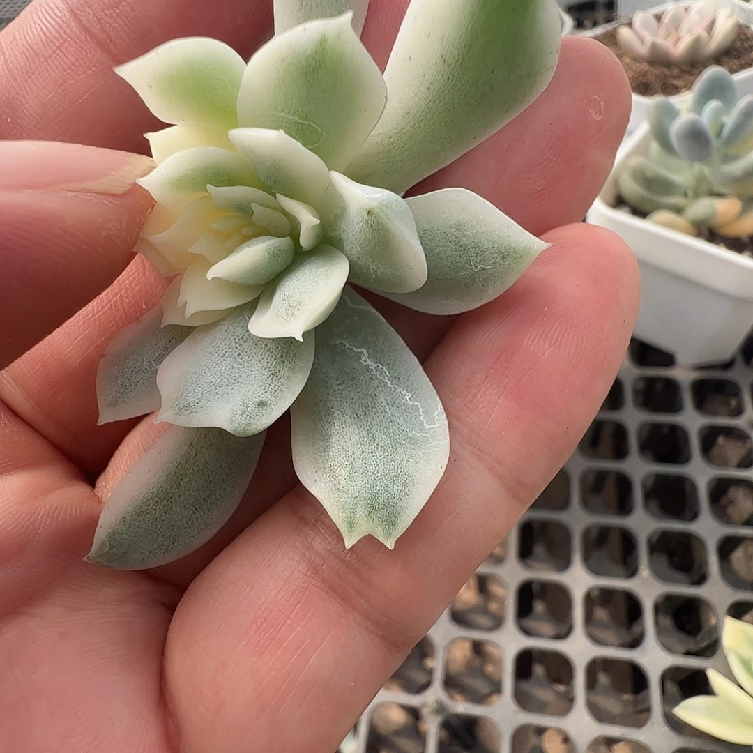哦***璃多肉植物多肉植物