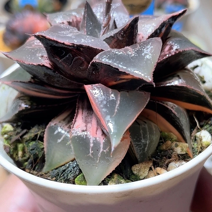 607酒吞锦母本特选福利