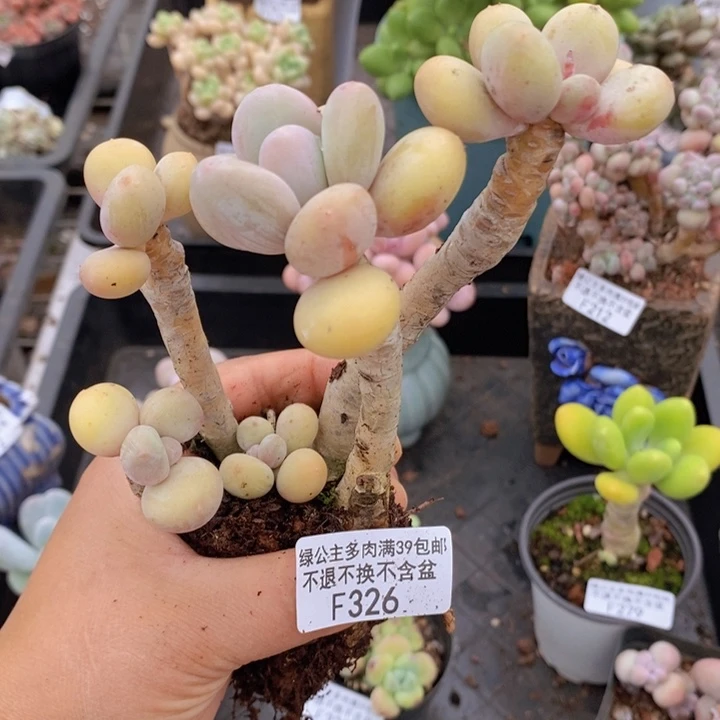 蛋黄奶326多肉植物