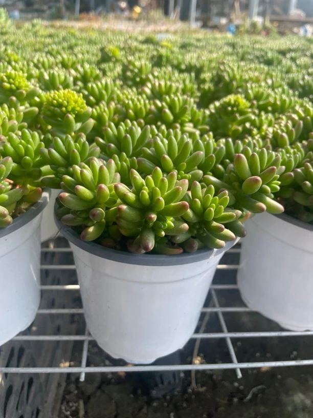 虹之玉【满15包邮】绿植多肉 糖果仙子 调色板担当