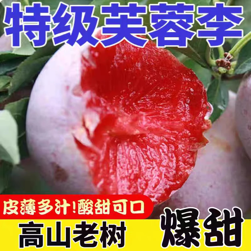 【特惠5斤装】高山老树芙蓉李红心李子新鲜泰顺特产百丈阳山5 A特大号三华李半边红孕妇水果
