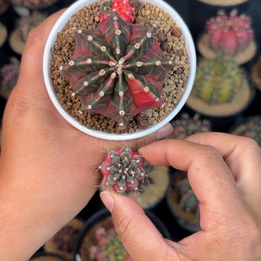 泰系米哈仙人球109