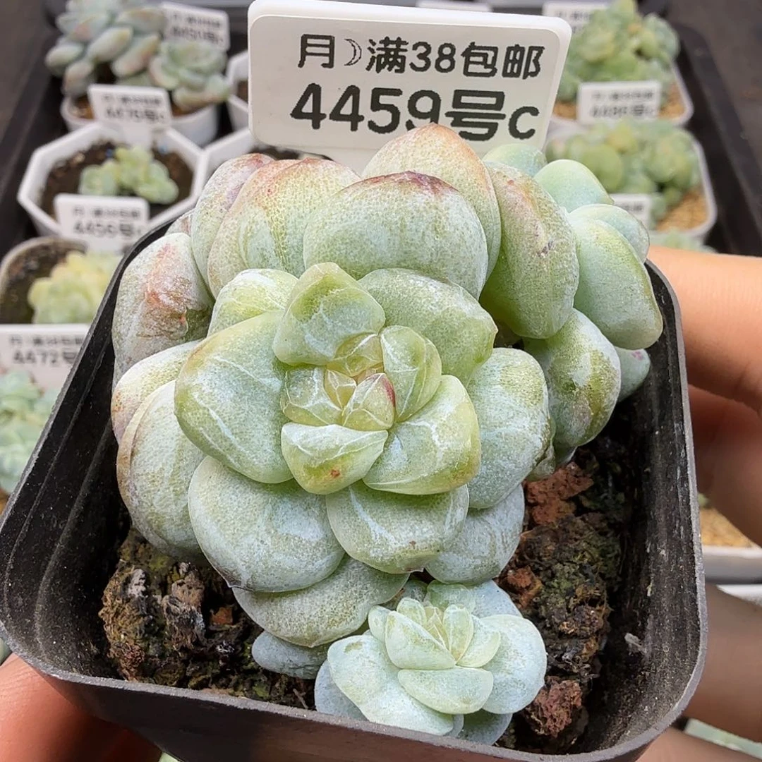4459号冰玉石化小树四头群