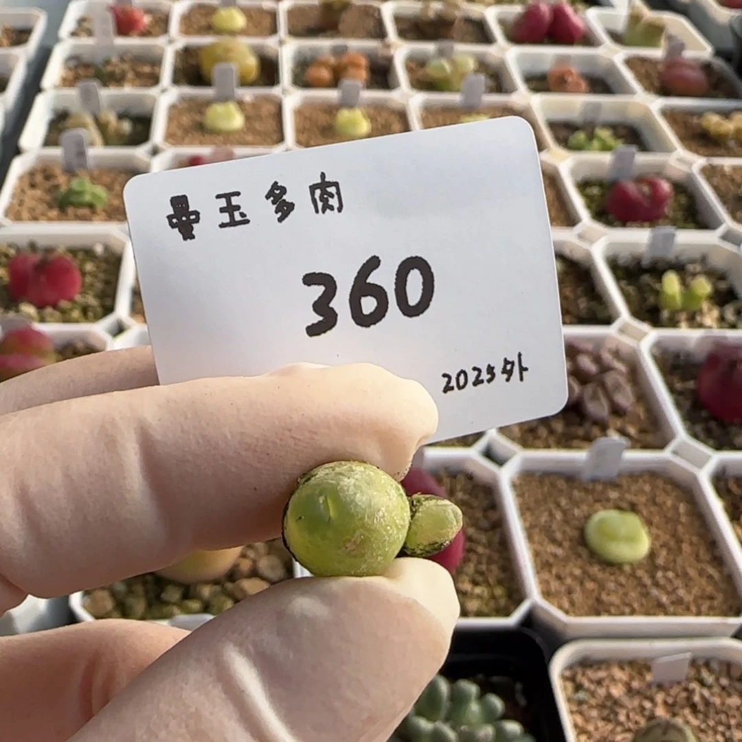 丁*多肉多肉多肉2025-360丁加