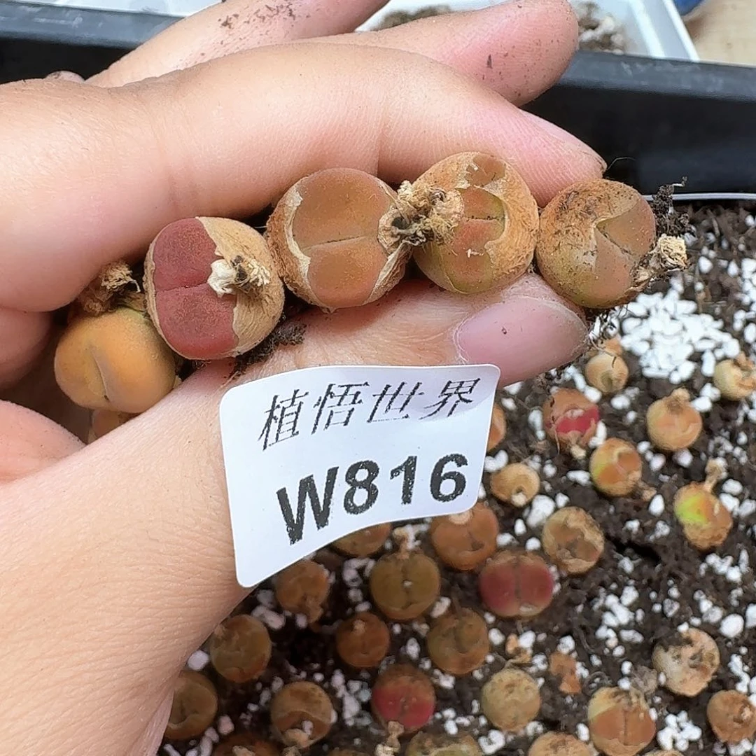 多肉植物的润泽植物c g