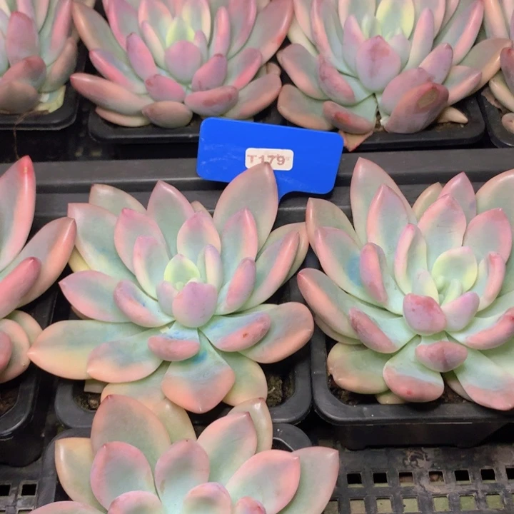 t179奥普锦单脱土发货