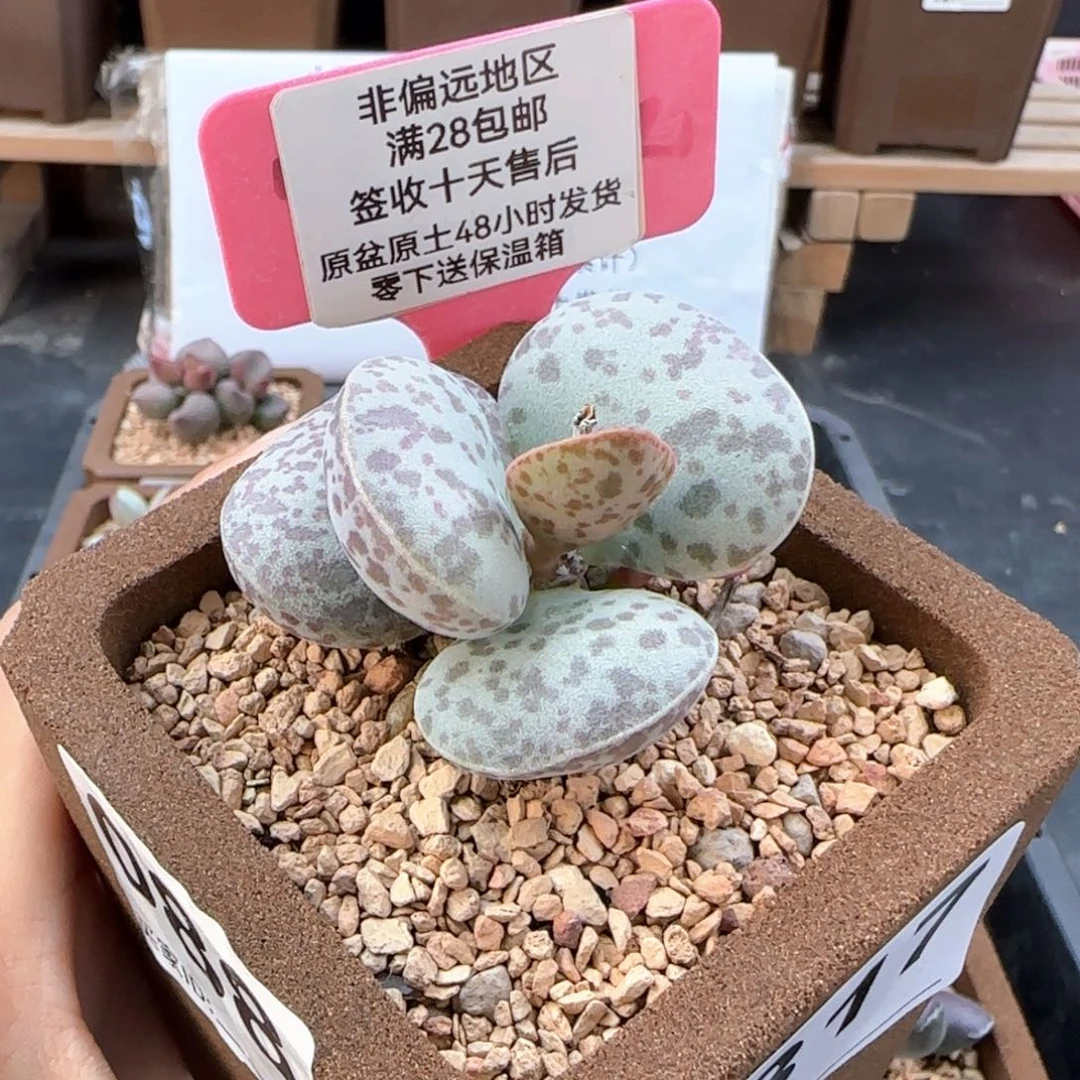 317巨型花旦多肉