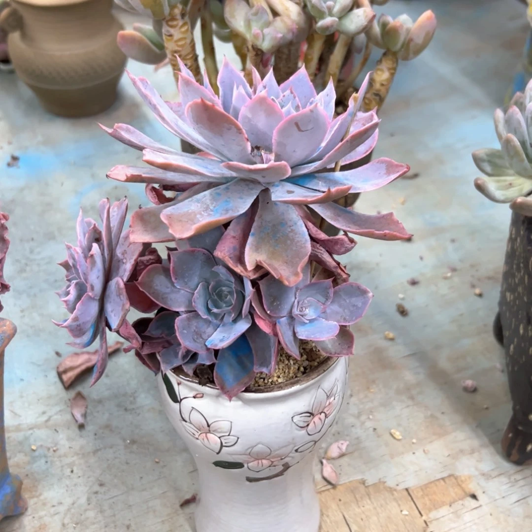 pink58 零零多肉植物