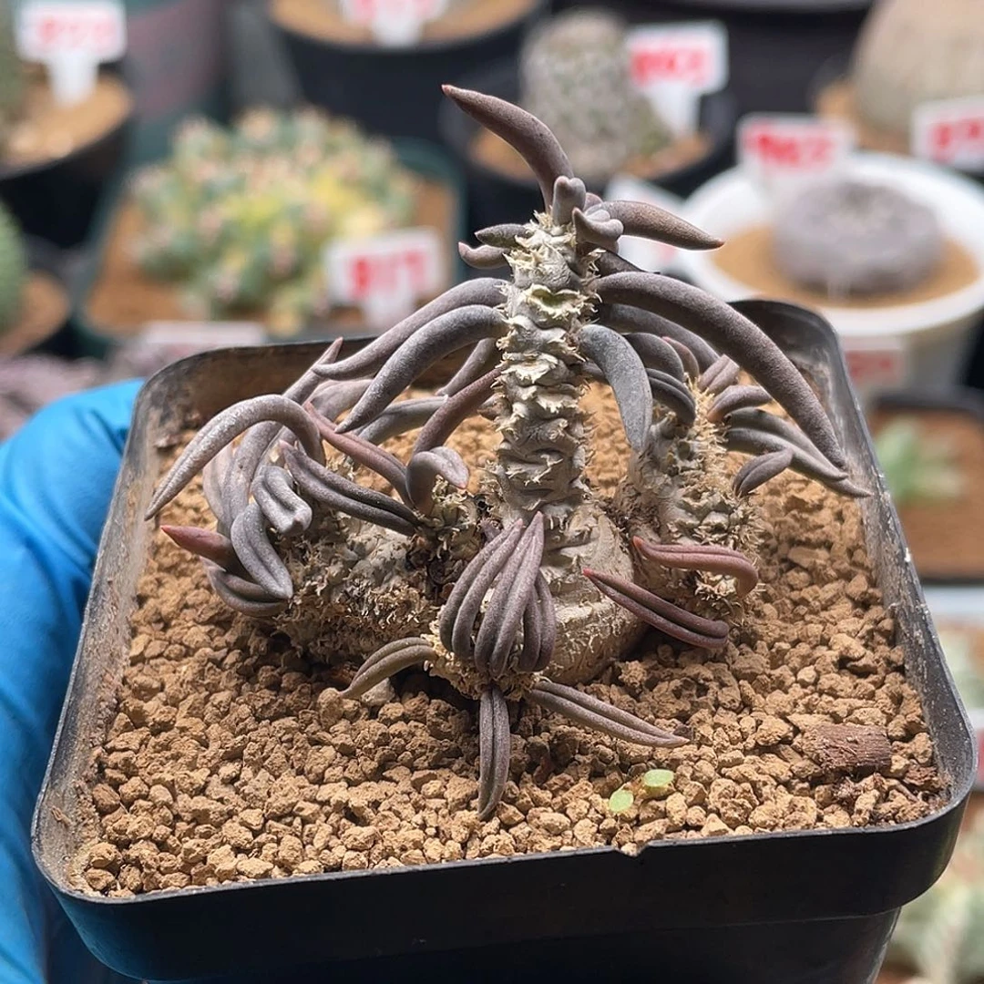 实生块根老桩雀舌麒麟