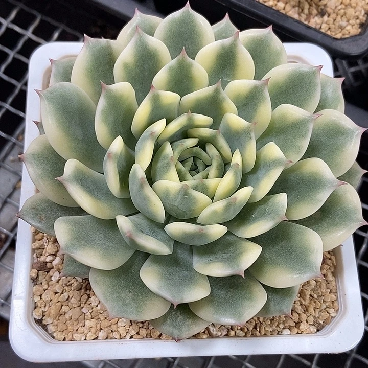 艾丽卡锦多肉植物