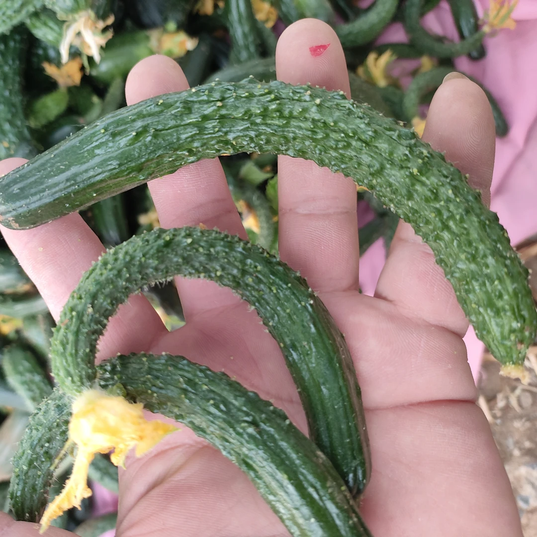 新鲜采摘拇指粗细小黄瓜可凉拌腌制酱瓜的美味蔬菜