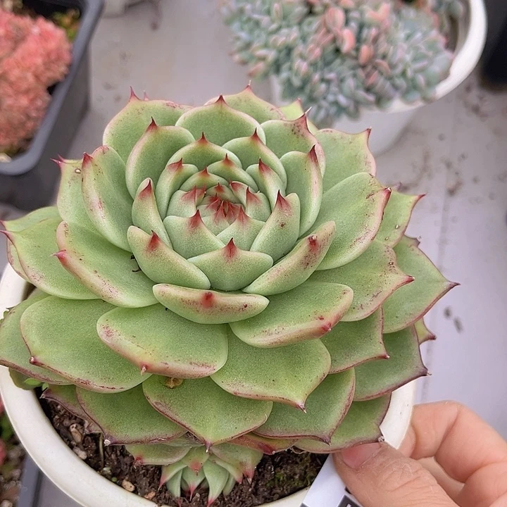 超级蓝龙2276多肉植物