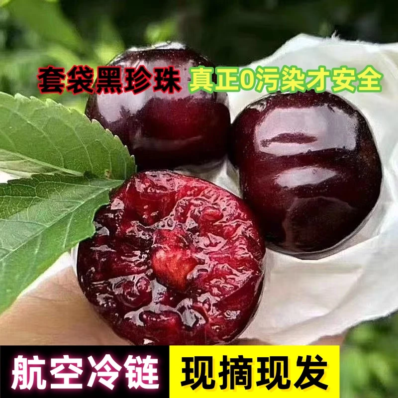 【航空冷链】天水大樱桃套袋黑珍珠头茬露天高山车厘子现摘现发N