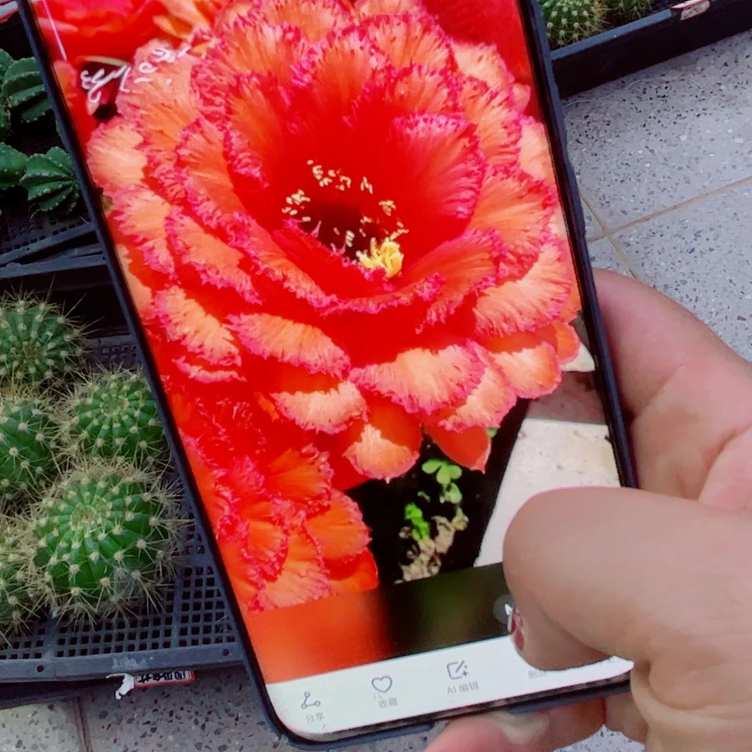 下10毛清清35 歪无根侧芽5公分左右20包邮