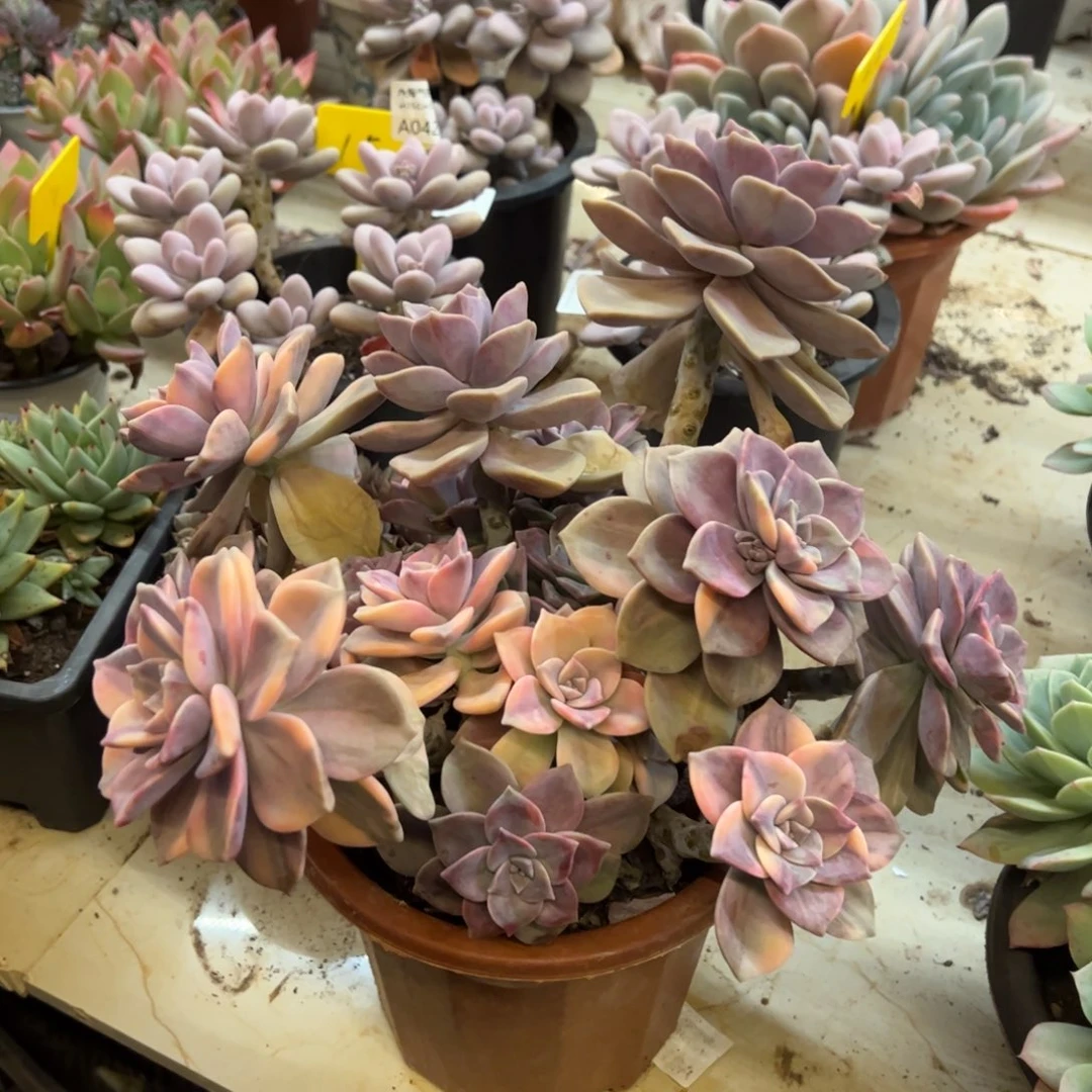 紫乐锦一物一拍多肉