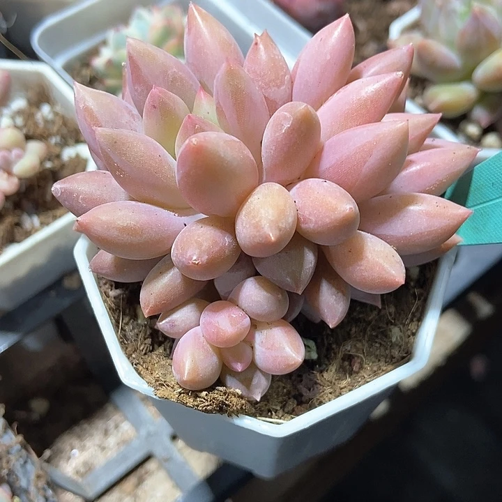 多肉植物红蜻蜓707