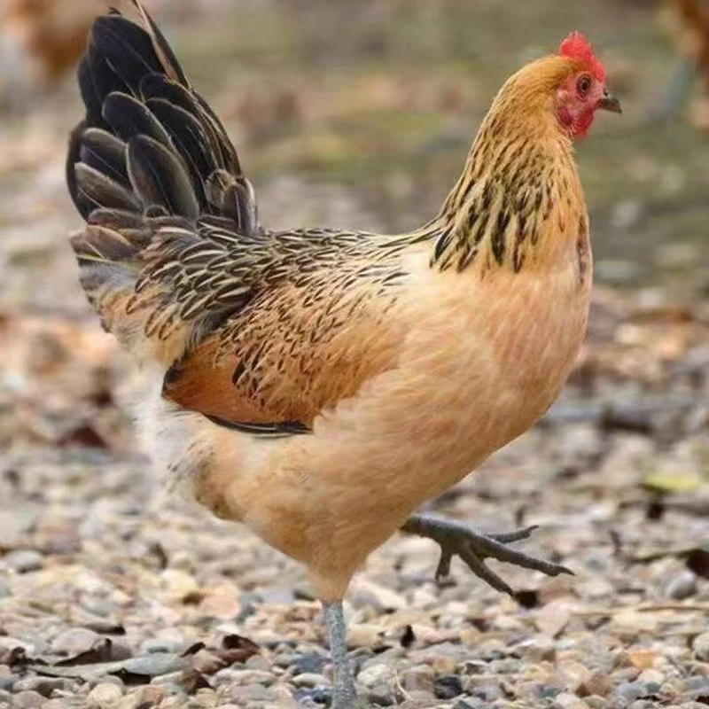 麻羽鸡整鸡生鲜肉质鲜美多汁到手10只