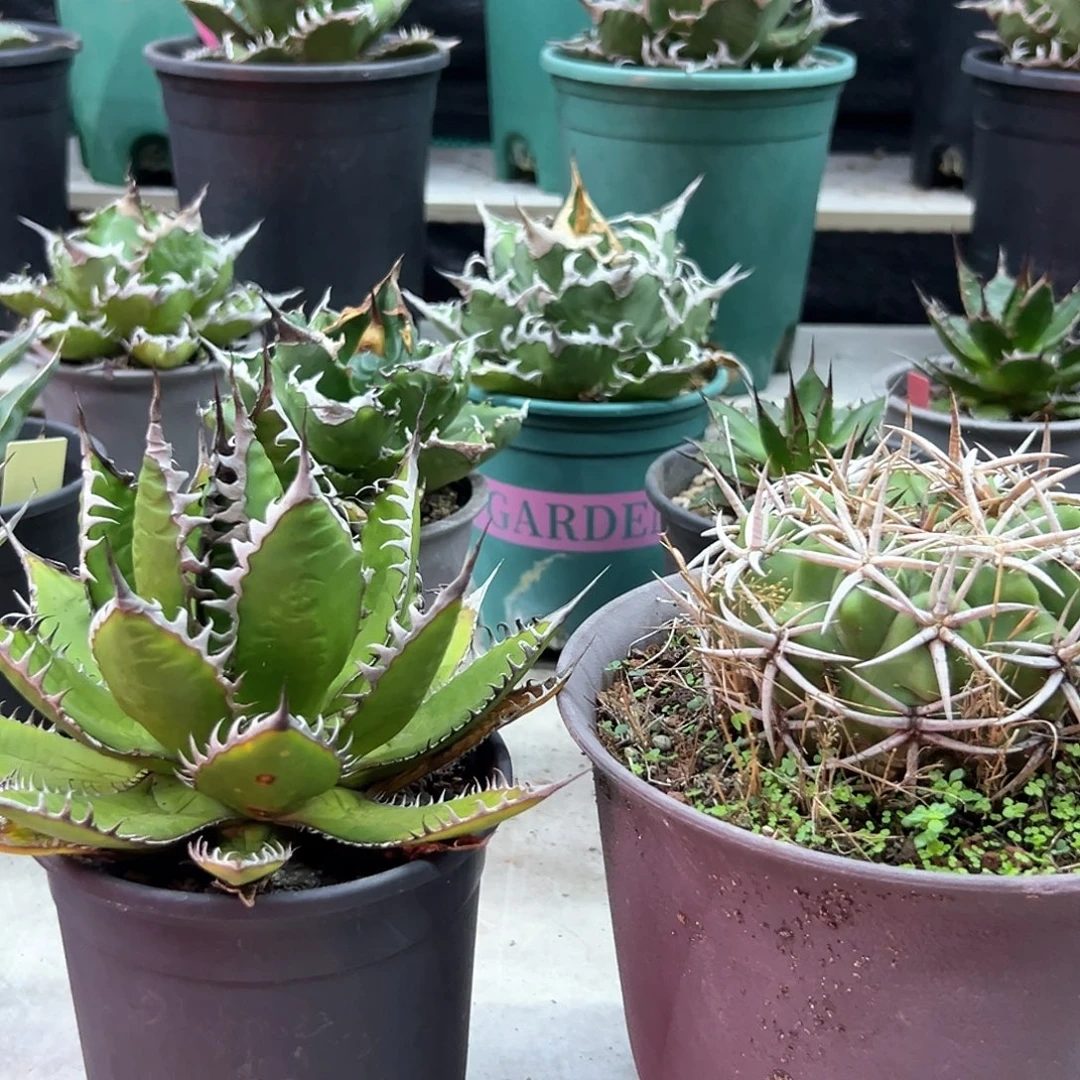 老***哥碧岩玉强密刺霍利达